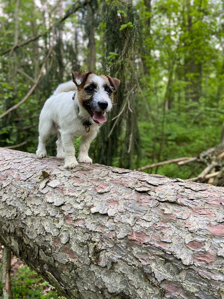 DAMIRANS Iron Will | Jack Russell Terrier 