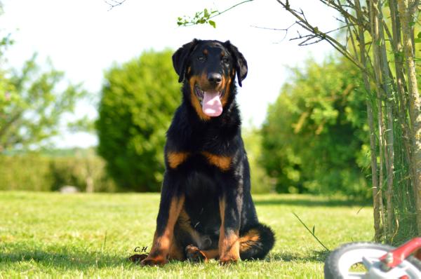 Jarod du Moulin des Dieux | Beauceron 