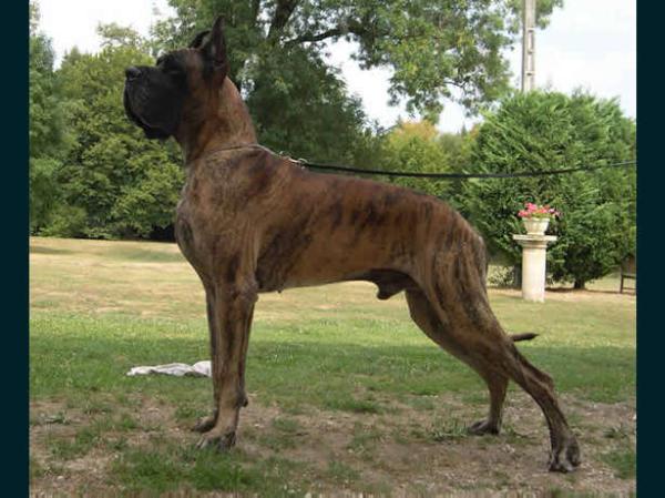 Sueno De baussenque | Great Dane 