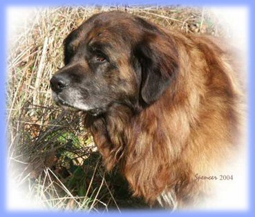 Vannroy Big Red Rooster at Kitarn | Leonberger 