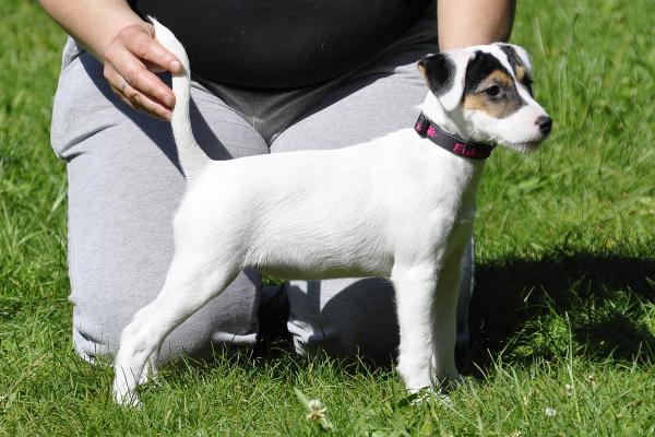 BAJKA Equus | Parson Russell Terrier 