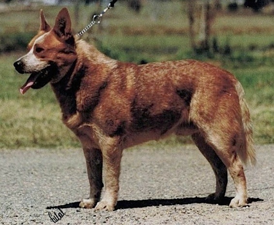 Arakoon Ozzie Bear | Australian Cattle Dog 