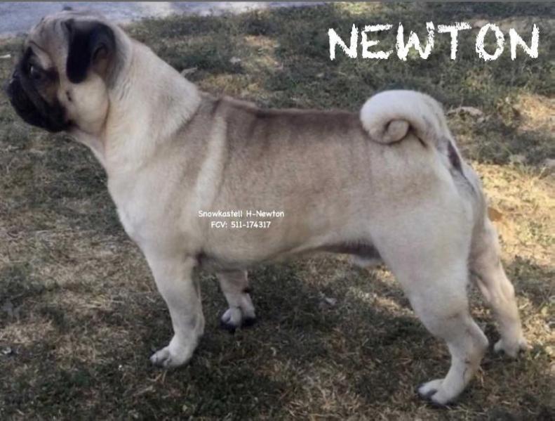 Snowkastell H-Newton | Pug 