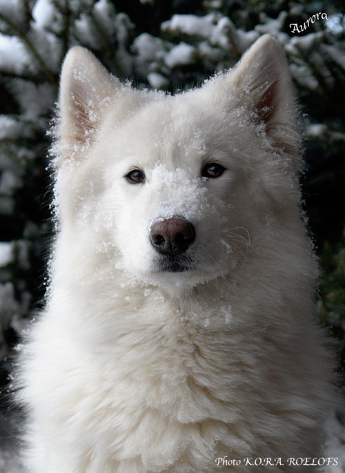 Polarullens Aljana Aurora | Samoyed 