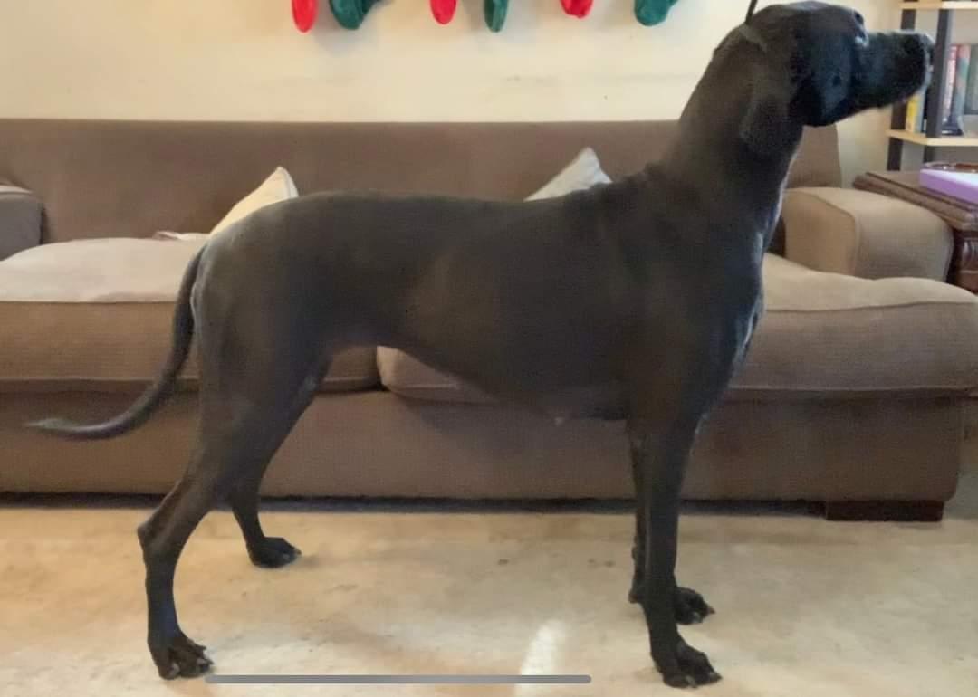 Simko Danes Gertrude's "Gertie" Little Secret | Great Dane 