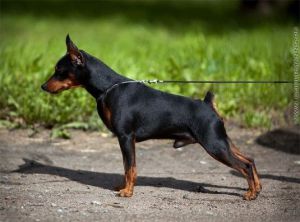 Slavjan Carden for Malagris | Miniature Pinscher 