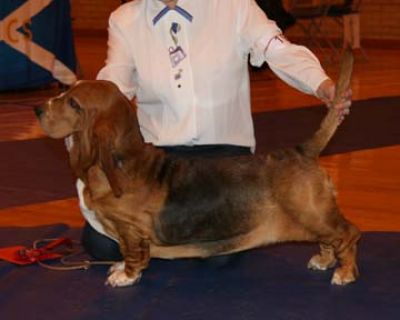 Switherland Classic Charm | Basset Hound 