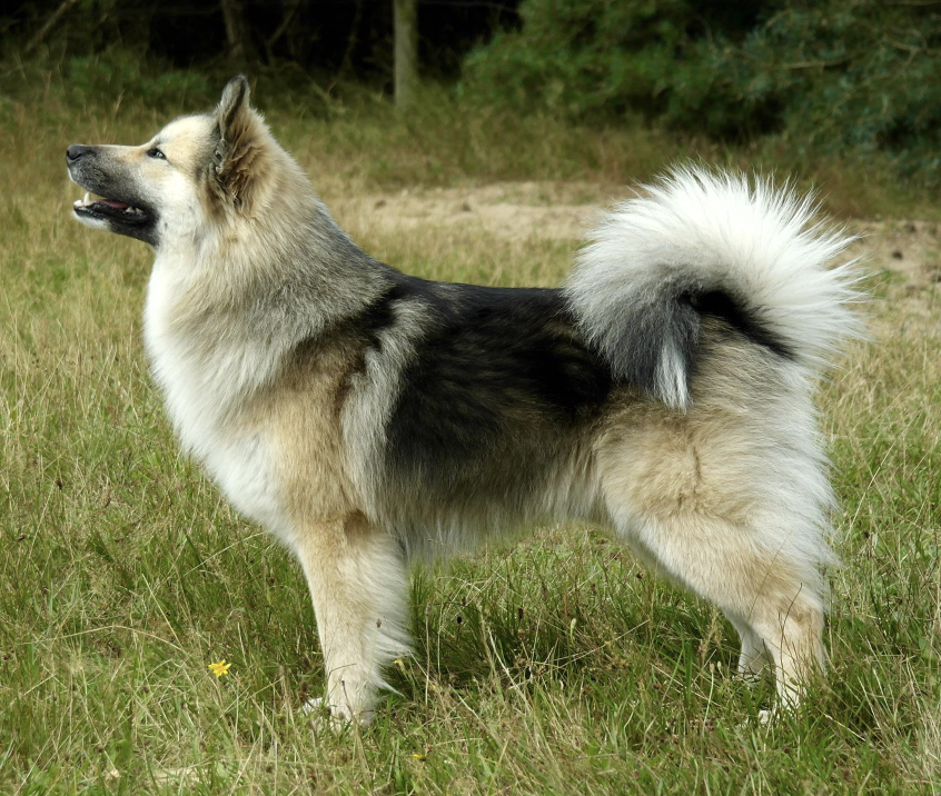 Imir van Rogici | Icelandic Sheepdog 