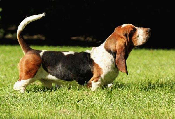 Jolly J of Nanouks Happy Home | Basset Hound 