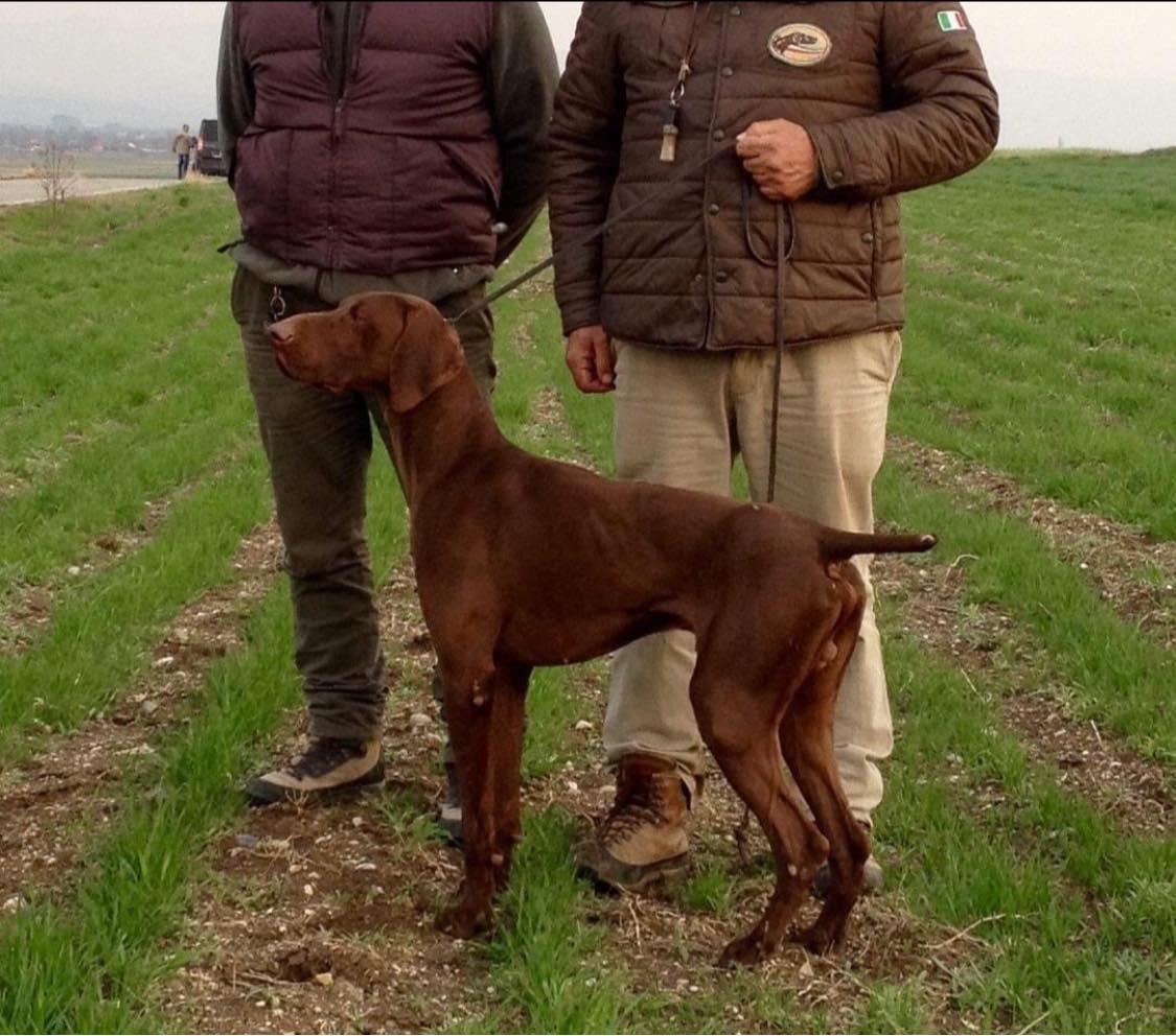 Dux | German Shorthaired Pointer 