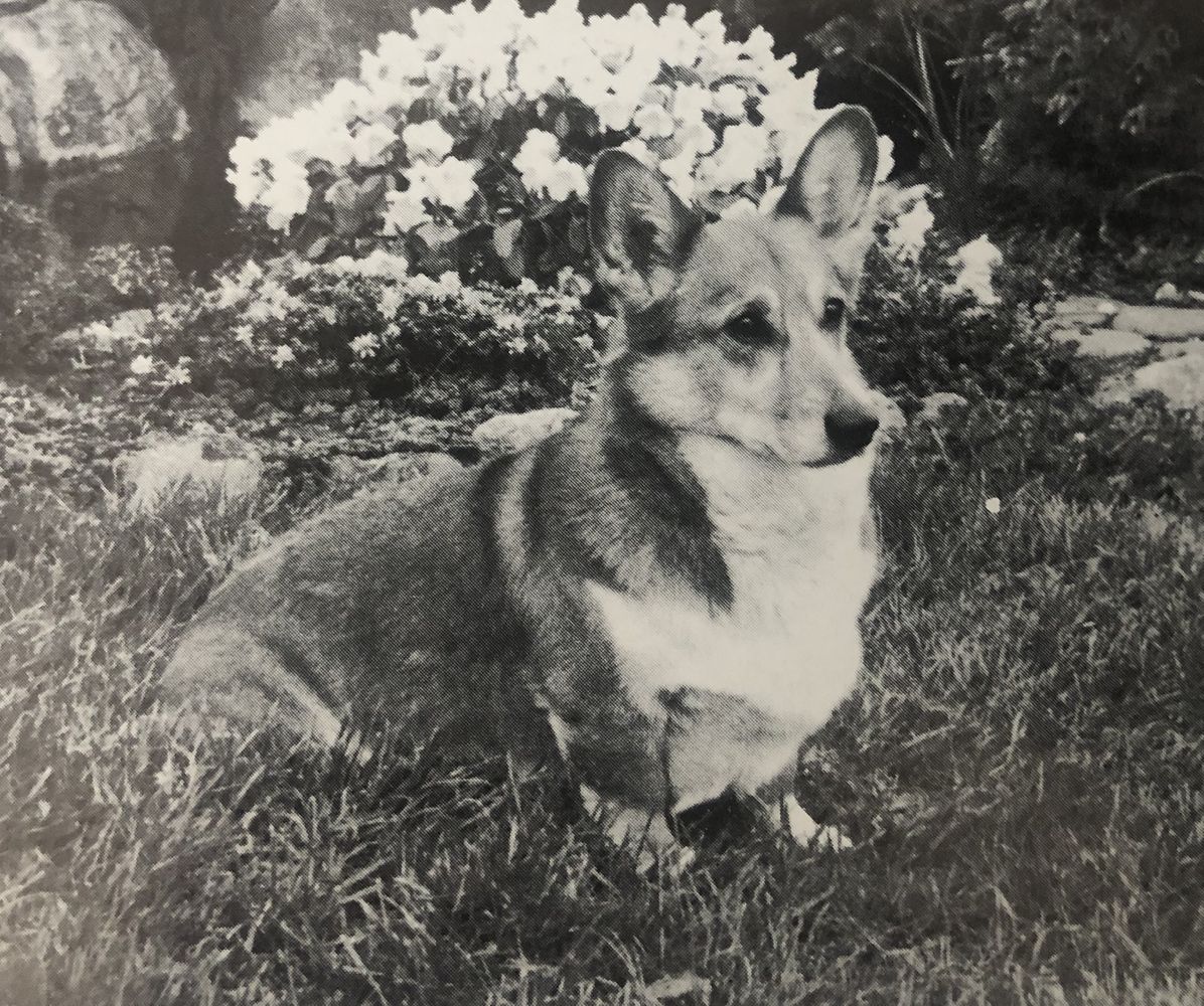 Lejan's Gentle Knight | Pembroke Welsh Corgi 