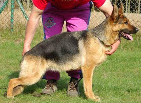 Ulla Team Fiemereck | German Shepherd Dog 