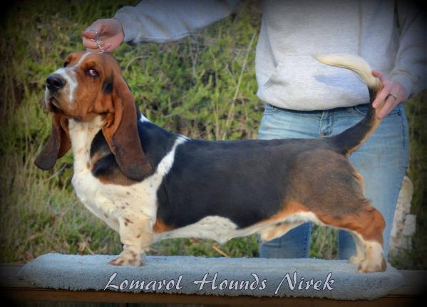 Lomarol Hounds Nirek | Basset Hound 