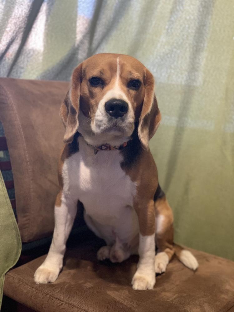 Zachary Teren | Beagle 