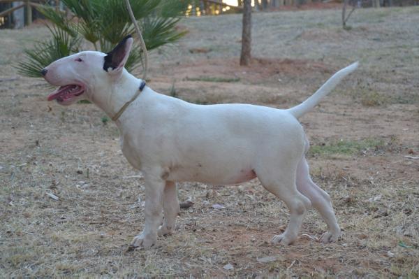 Aura de Amaissbull | Bull Terrier 