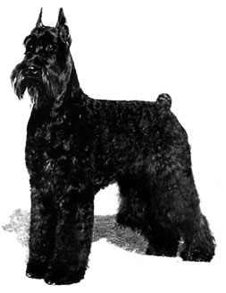 Skansen's Gentleman Thief | Giant Schnauzer 