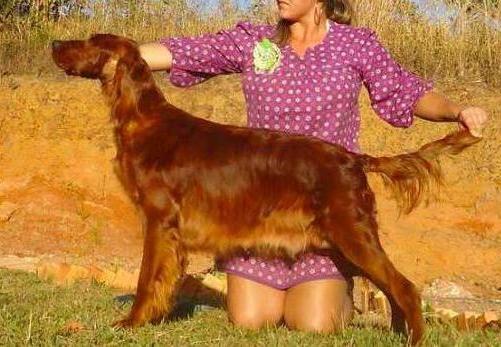 Oakdales Sweet Serenade | Irish Setter 