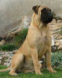 Caya of Pagan Dragons | Bullmastiff 