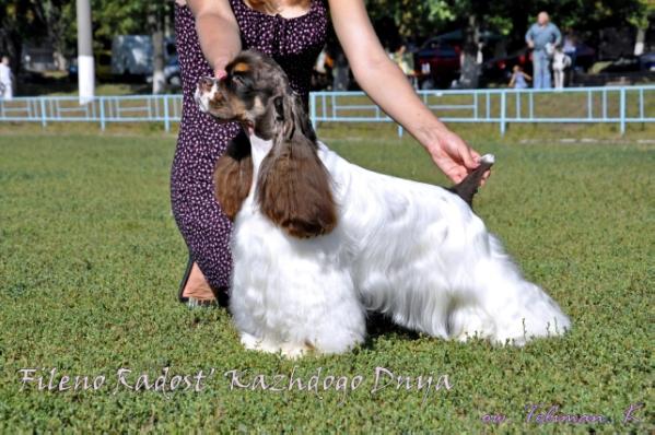 Fileno Radost Kazhdogo Dnya | American Cocker Spaniel 