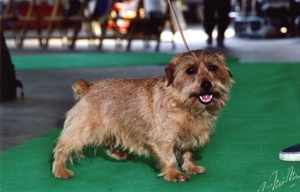 Boomer Zeus | Norfolk Terrier 