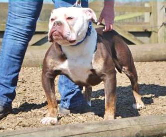 WRB's In The Money | Olde English Bulldogge 