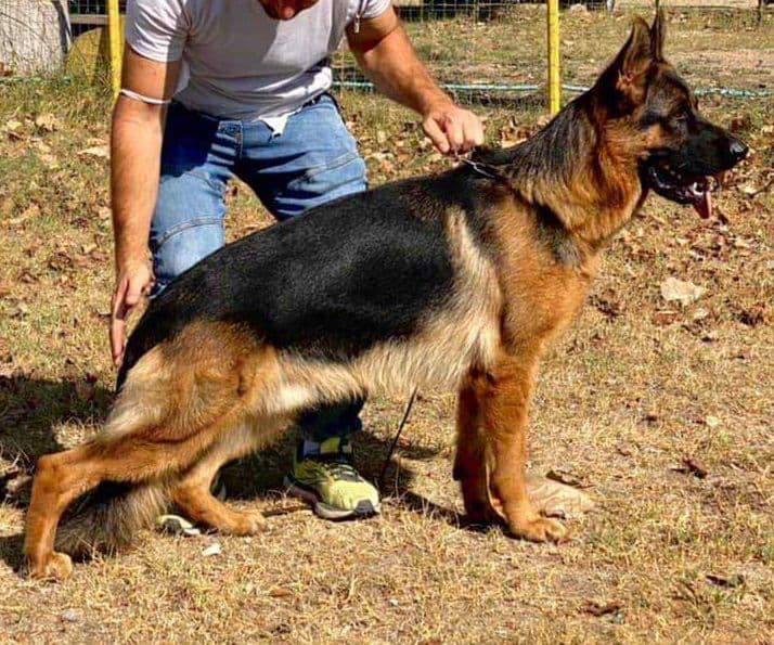 Prince degli achei | German Shepherd Dog 