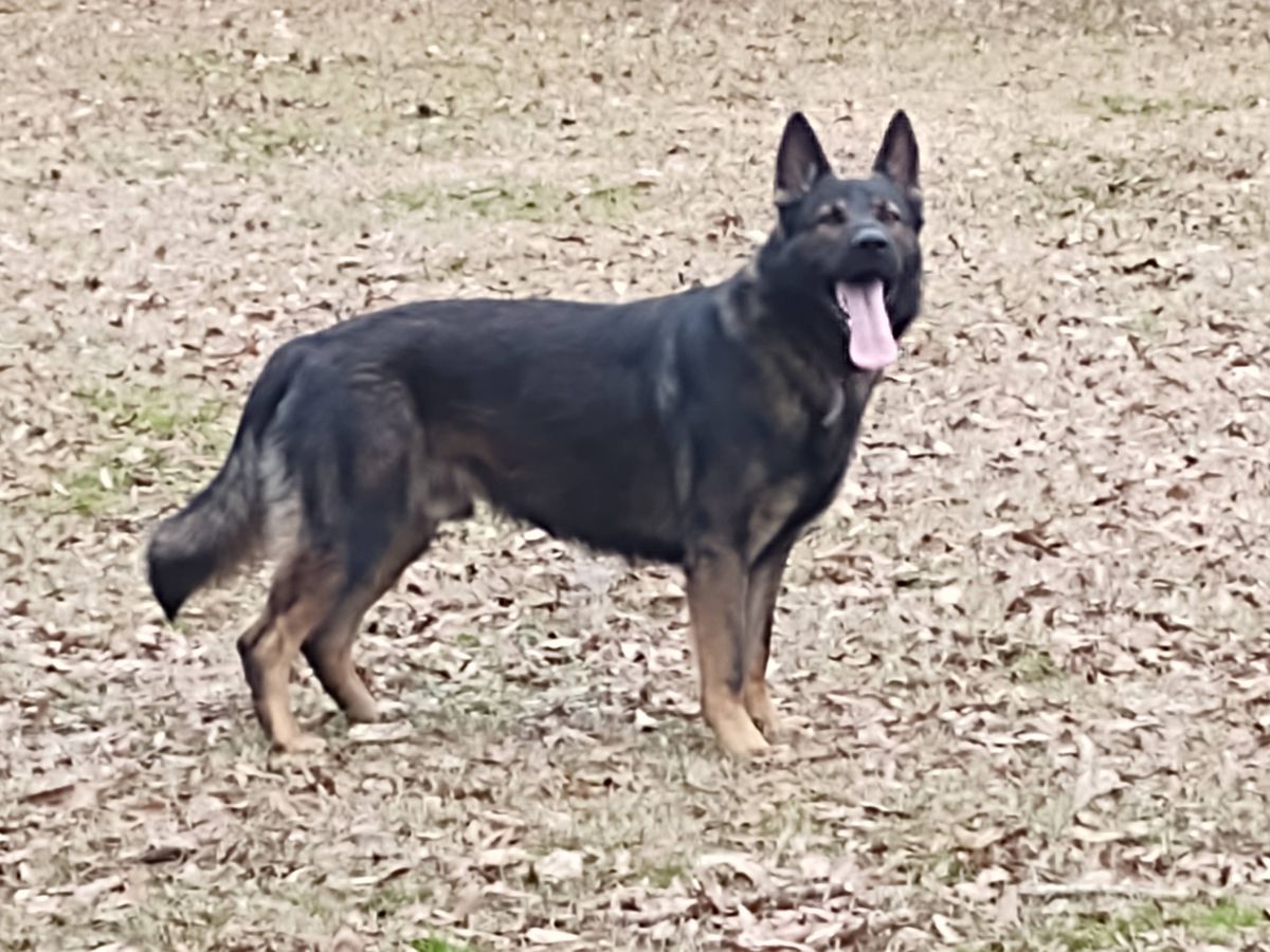 Indy rapax bohemia | German Shepherd Dog 