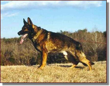 Bodo van Tiekerhook | German Shepherd Dog 