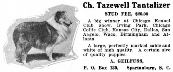 Tazewell Tantalizer (c.1916) | Rough Collie 