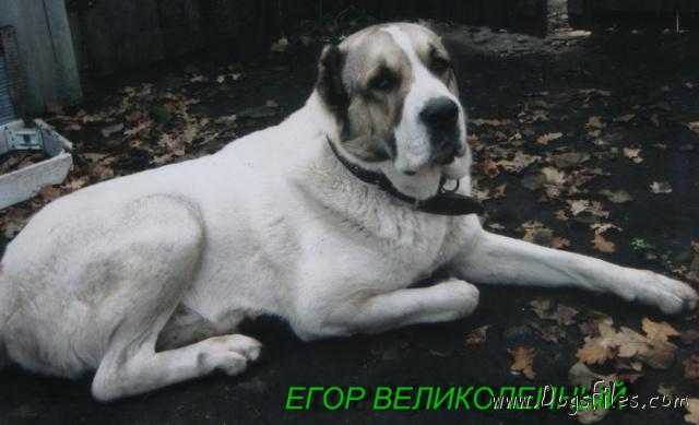 Egor Velikolepnii | Central Asian Shepherd Dog 