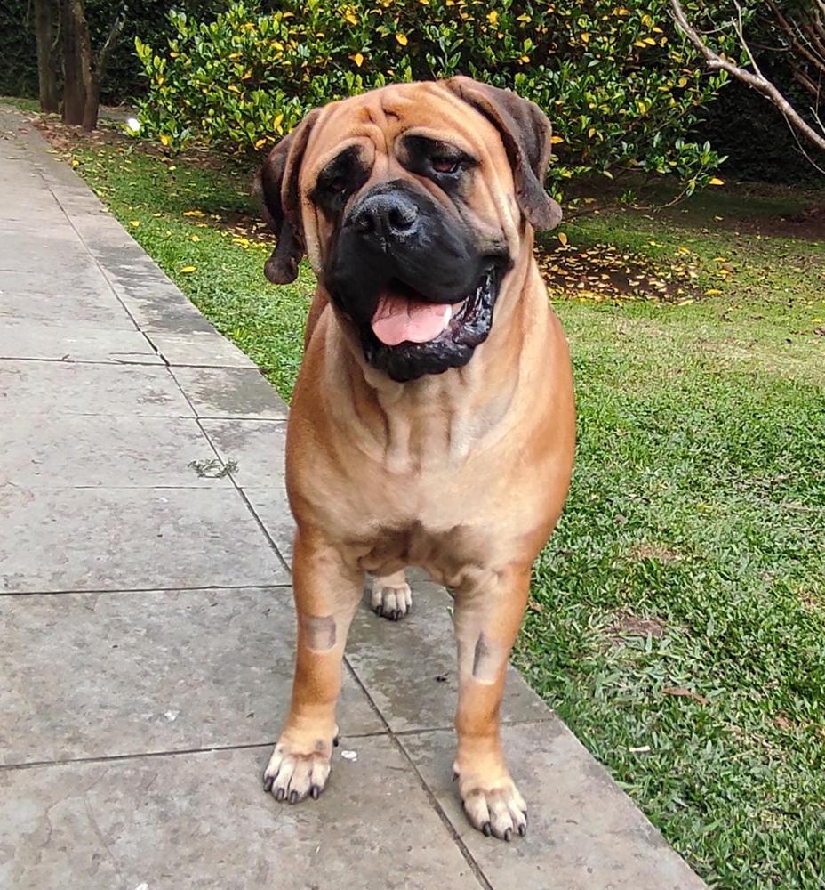 Br Beller's Candy | Bullmastiff 