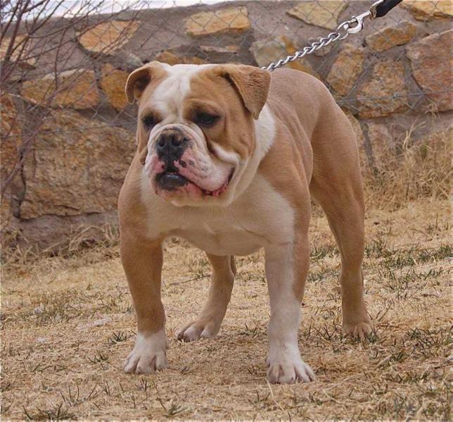 Heavy Hitter's Steve | Olde English Bulldogge 