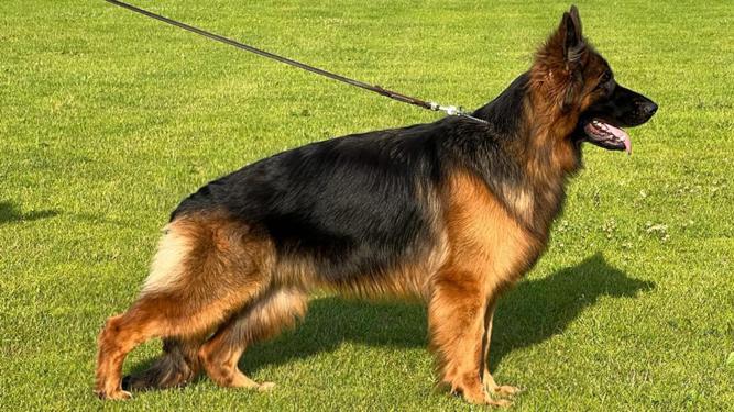 ARYA Defensor Regalis | German Shepherd Dog 
