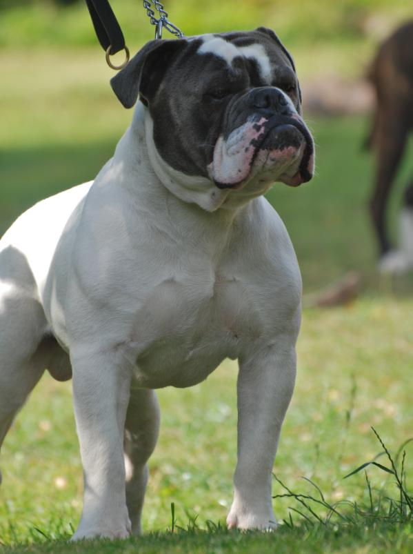 Ostergaard's Hugh Hefner @Utzon | Olde English Bulldogge 