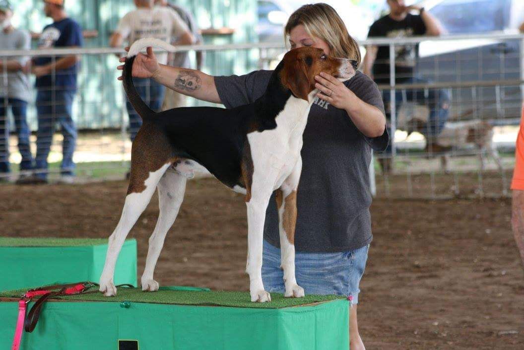 3 Color's All Spiced Up | Treeing Walker Coonhound 