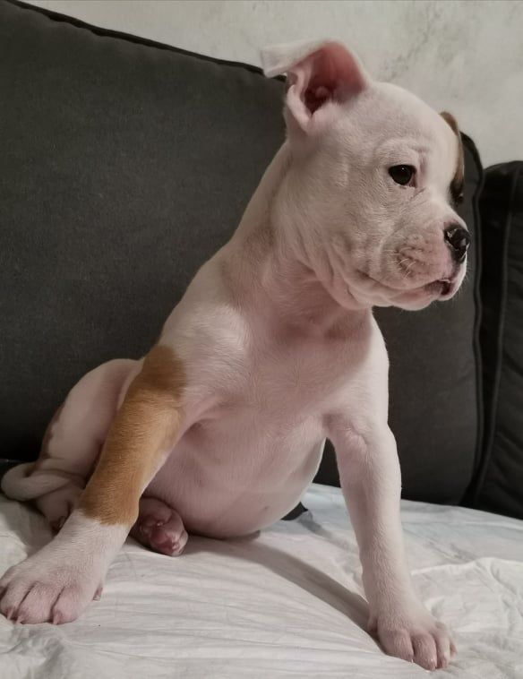 Picchiotti's Queen | American Bulldog 