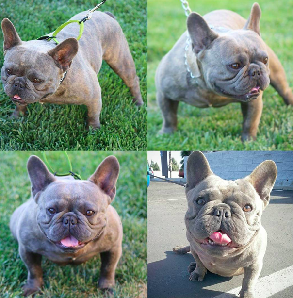 RRBullyz Blue Blaze | French Bulldog 