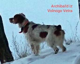 ARCHIBAL'D iz Volnogo Vetra | Brittany 