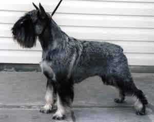 Jolly Music Grand Calvera | Standard Schnauzer 