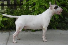 varpalota-menti tre | Bull Terrier 