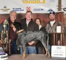 Bennett's Lil M | Bluetick Coonhound 