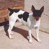 Simon's Pharaoh | Rat Terrier 