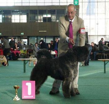 Chotan Abissha off he Eurisever | Bouvier des Flandres 