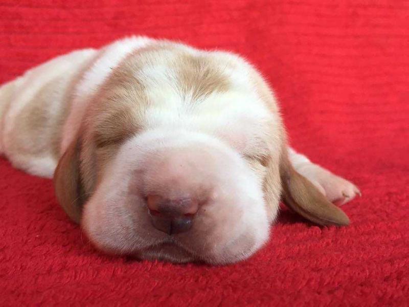 Maple Street Pooh Bear | Basset Hound 