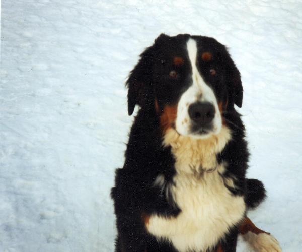 Manja von Wiesmadern | Bernese Mountain Dog 