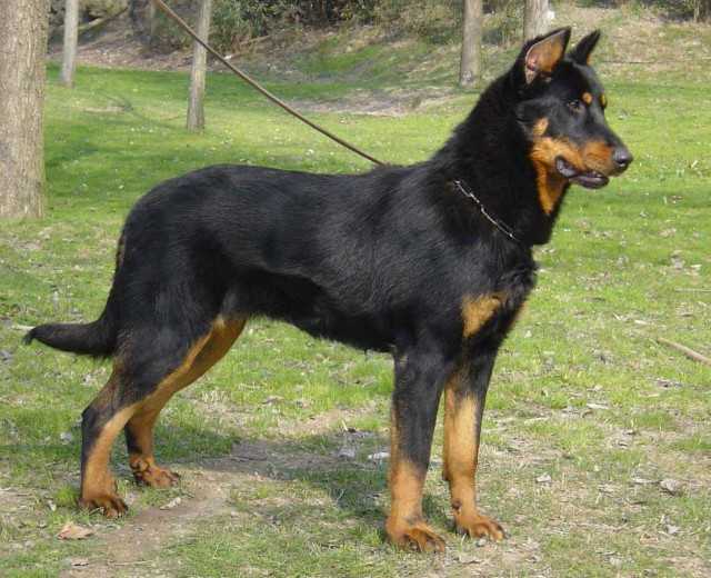 Ura de euskal herria | Beauceron 