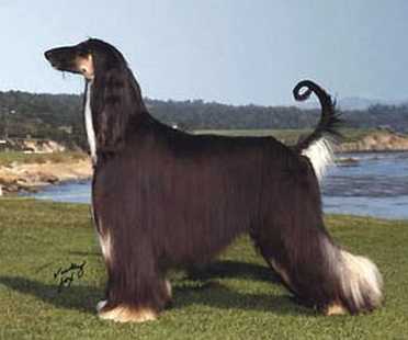 Kabik's the Challenger | Afghan Hound 