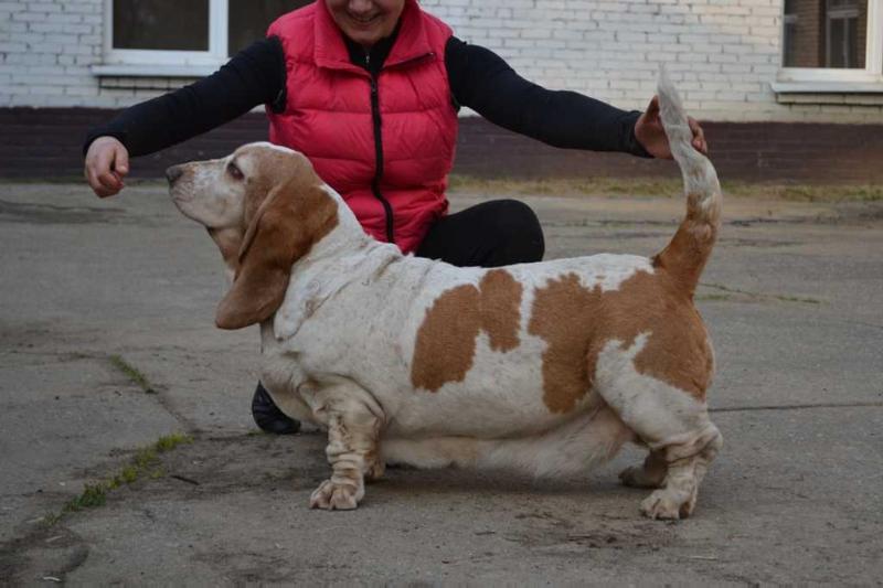 Kolletto Bianko Jacqueline | Basset Hound 