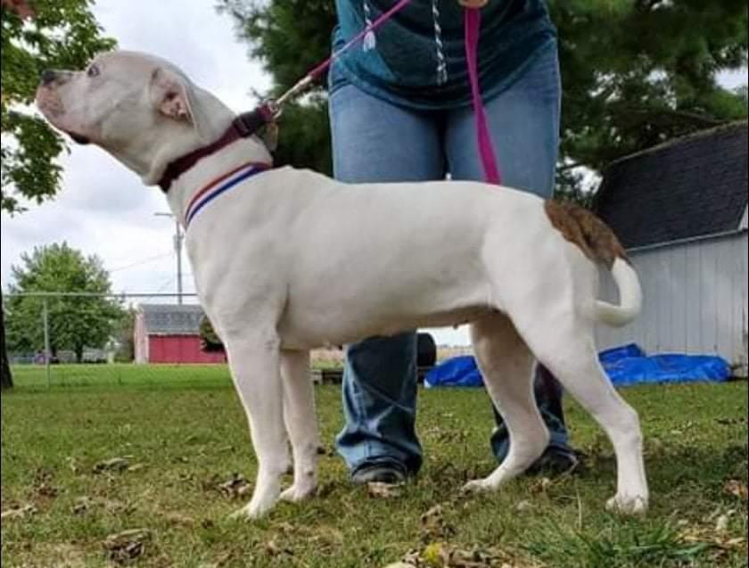Daisy May's Nova | American Bulldog 