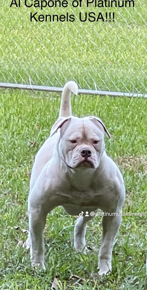 Platinum's Al Capone Of Platinum USA | American Bulldog 